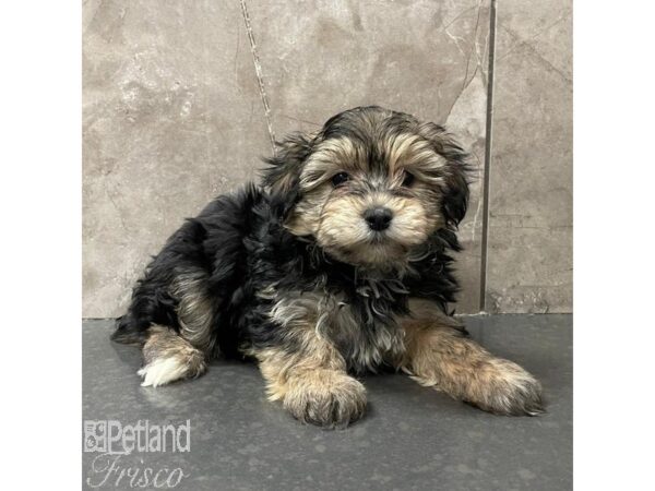 Yochon-Dog-Female-Black / Tan-31119-Petland Frisco & Mckinney, Texas