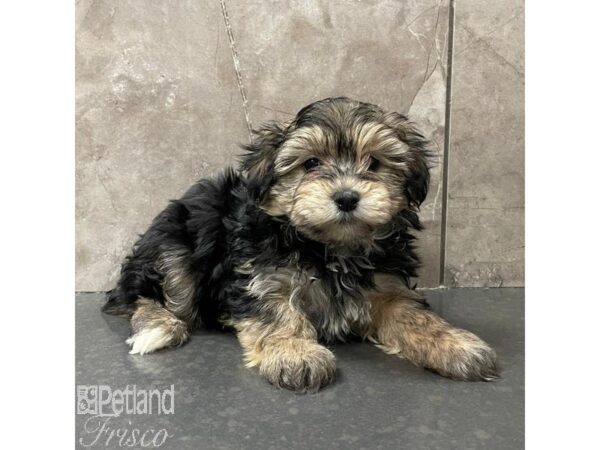 Yochon Dog Female Black / Tan 31119 Petland Frisco, Texas