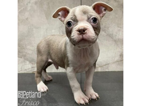 Boston Terrier Dog Male Tan / White 31118 Petland Frisco, Texas