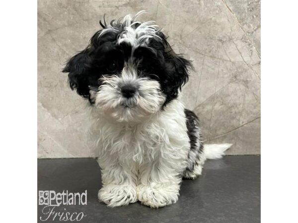 Teddy Bear Dog Female Sable / White 31117 Petland Frisco, Texas