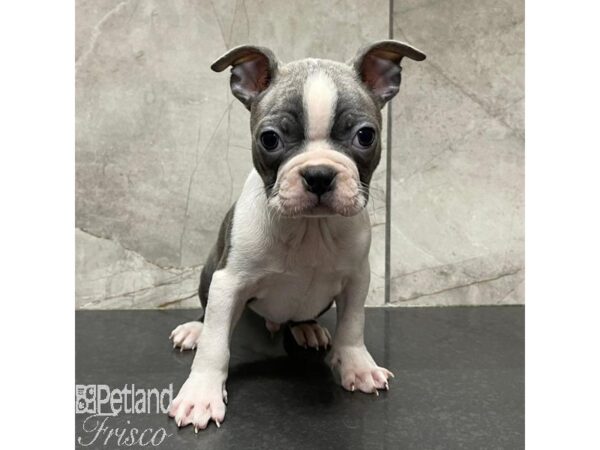 Boston Terrier Dog Male Blue / White 31116 Petland Frisco, Texas