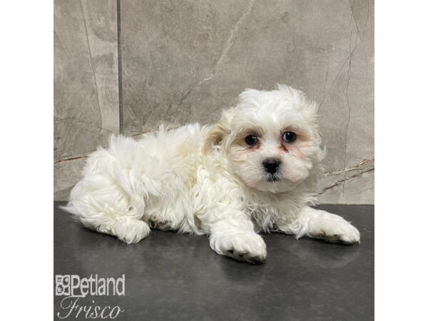 Teddy Bear Dog Male Tan / White 31115 Petland Frisco, Texas