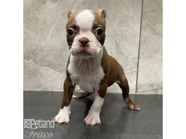 Boston Terrier-Dog-Male-Red / White-31114-Petland Frisco, Texas