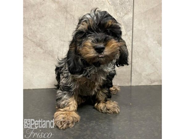 Cock A Poo-Dog-Male-Blue Merle-31112-Petland Frisco, Texas