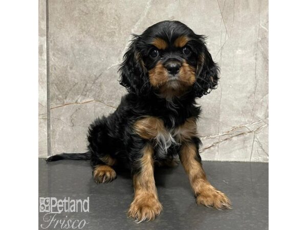 Cavalier King Charles Spaniel-Dog-Female-Tri-Colored-31104-Petland Frisco & Mckinney, Texas