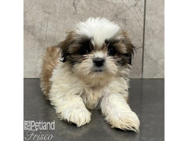 Shih Tzu Dog Female Brown and White 31103 Petland Frisco, Texas