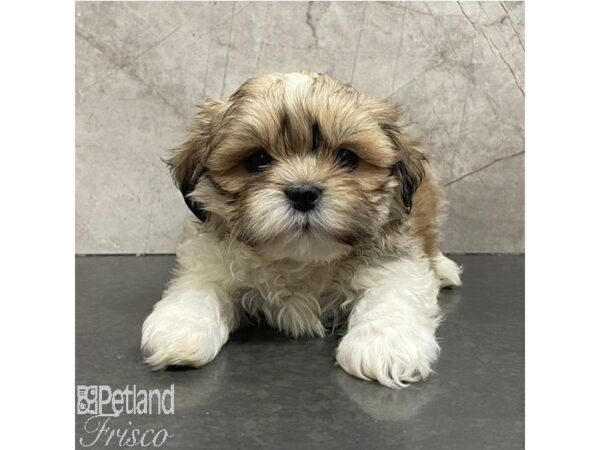 Shih Tzu Dog Male Brown and White 31102 Petland Frisco, Texas