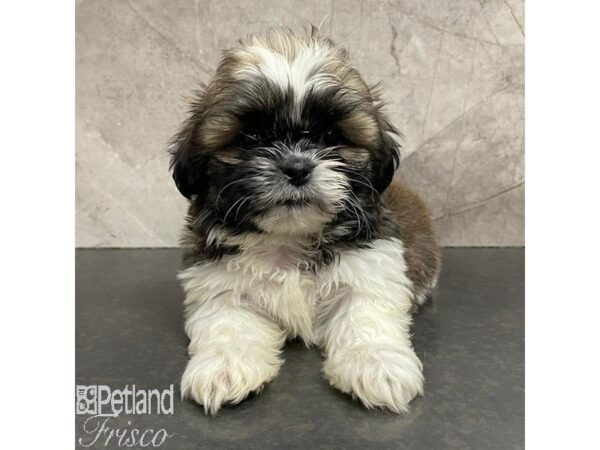 Shih Tzu Dog Male Brindle and White 31101 Petland Frisco & Mckinney, Texas