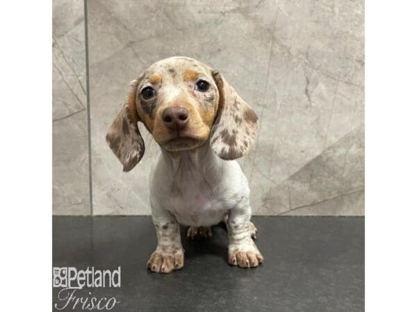 Miniature Dachshund-Dog-Female-Chocolate Merle-31096-Petland Frisco, Texas