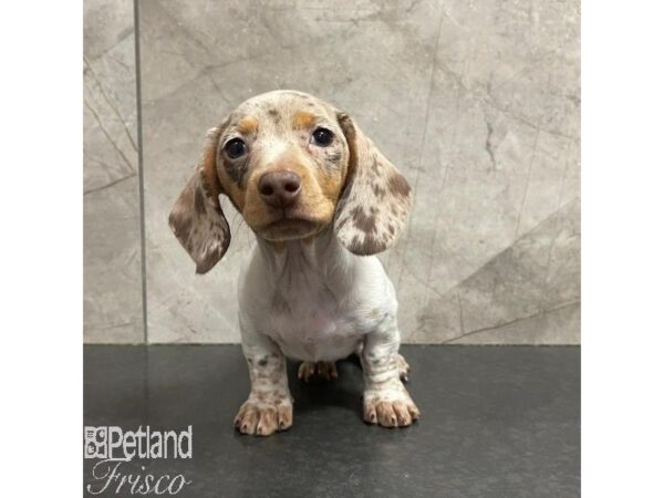 Miniature Dachshund Dog Female Chocolate Merle 31096 Petland Frisco, Texas