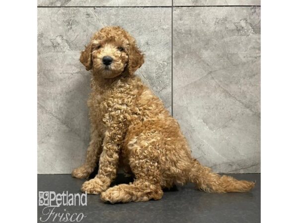 Goldendoodle 2nd Gen Dog Male Dark Golden 31093 Petland Frisco, Texas