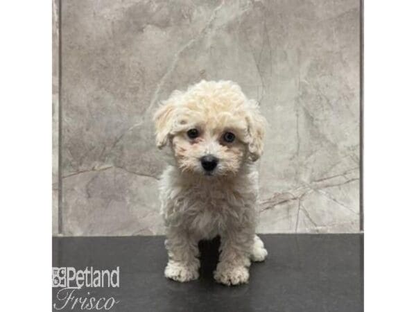 Miniature Poodle-Dog-Male-Cream-31092-Petland Frisco, Texas