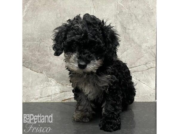 Miniature Poodle Dog Male Black and Merle 31091 Petland Frisco, Texas