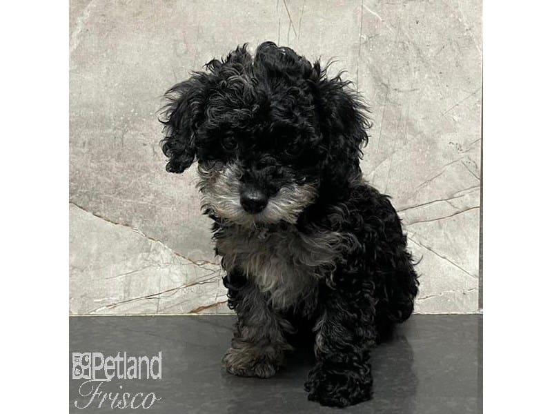 Miniature Poodle-Dog-Male-Black and Merle-3931472-Petland Frisco, Texas