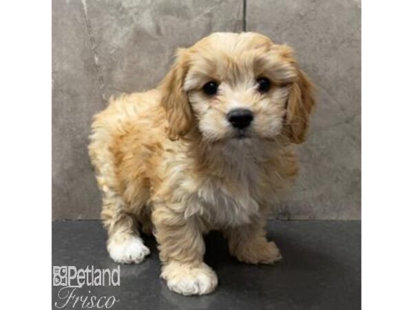 Cavachon-Dog-Female-Apricot-31089-Petland Frisco & Mckinney, Texas