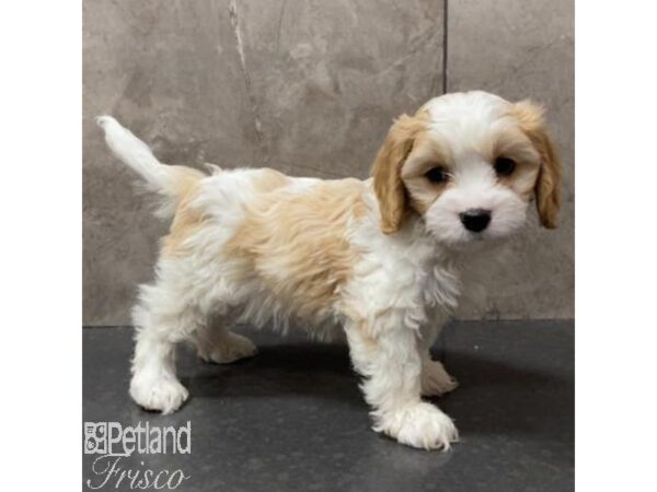 Cavachon Dog Male Blenheim and White 31088 Petland Frisco, Texas