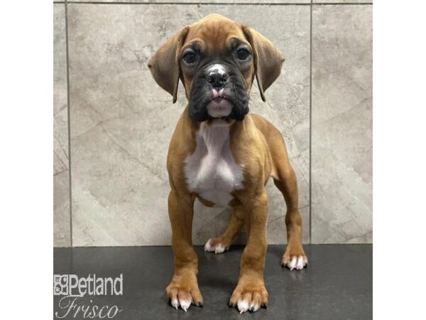 Boxer Dog Male Fawn 31081 Petland Frisco, Texas