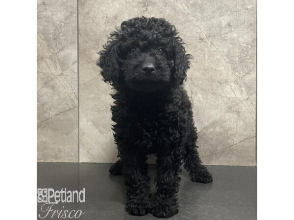 Mini Goldendoodle 2nd Gen-Dog-Female-Black-31080-Petland Frisco & Mckinney, Texas