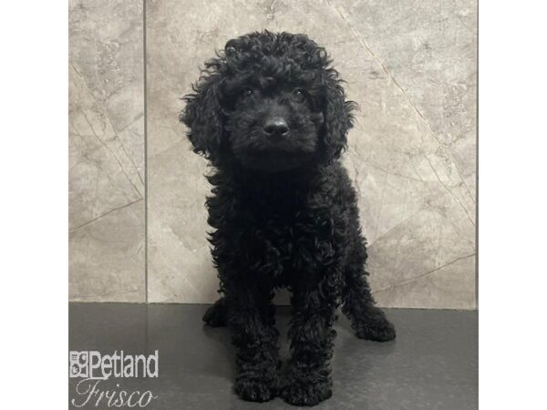 Mini Goldendoodle 2nd Gen Dog Female Black 31080 Petland Frisco, Texas