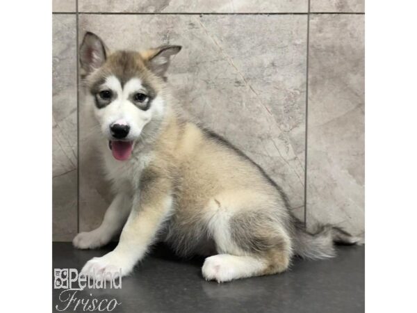 Alaskan Malamute Dog Female Sable and White 31078 Petland Frisco, Texas