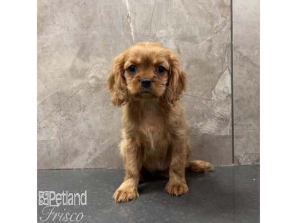 Cavalier King Charles Spaniel Dog Female Ruby 31072 Petland Frisco, Texas