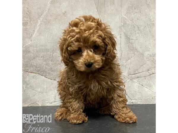 Miniature Poodle Dog Female Red 31071 Petland Frisco, Texas