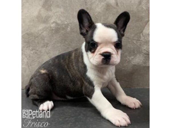 Boston Terrier/French Bulldog Dog Female Brindle / White 31070 Petland Frisco, Texas