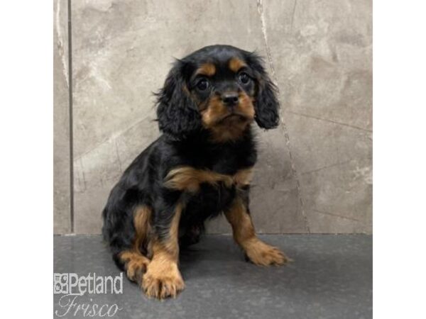 Cavalier King Charles Spaniel Dog Male Black / Tan 31069 Petland Frisco, Texas