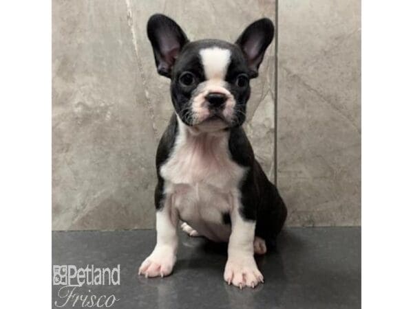Boston Terrier/French Bulldog-Dog-Female-Brindle / White-31068-Petland Frisco, Texas