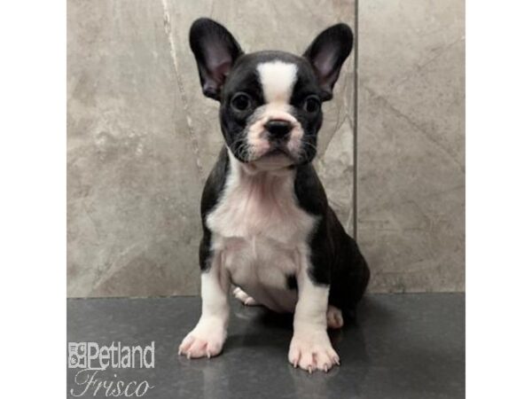 Boston Terrier/French Bulldog-Dog-Female-Brindle / White-31068-Petland Frisco & Mckinney, Texas