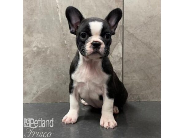 Boston Terrier/French Bulldog Dog Female Brindle / White 31068 Petland Frisco, Texas