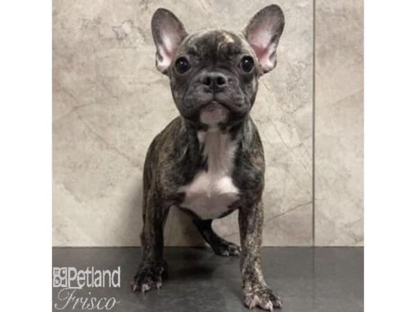 French Bulldog-Dog-Female-Brindle and White-31067-Petland Frisco, Texas