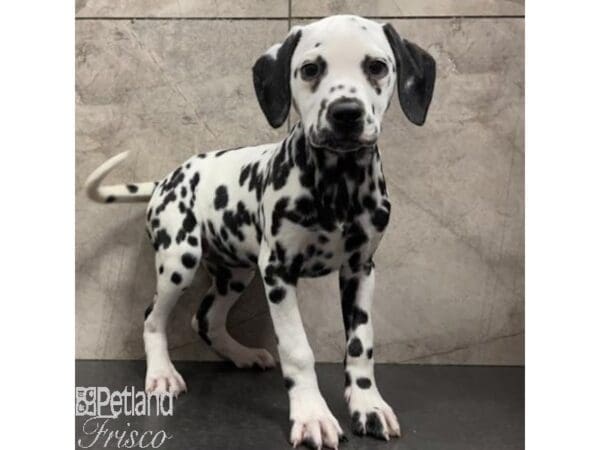 Dalmatian-Dog-Female-White with Black Spots-31063-Petland Frisco, Texas