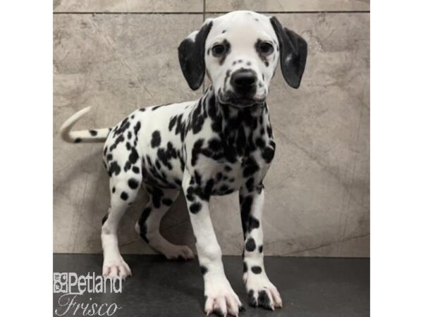 do dalmatian puppies have spots