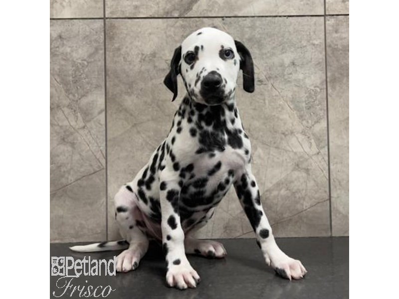 Dalmatian Dog Male White with Black Spots 31062