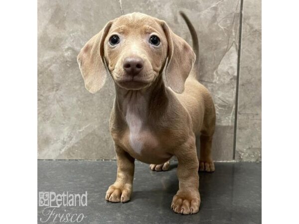 Miniature Dachshund Dog Female Isabella 31061 Petland Frisco, Texas