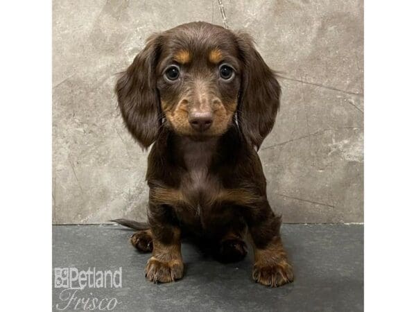 Miniature Dachshund-Dog-Female-Chocolate-31060-Petland Frisco, Texas