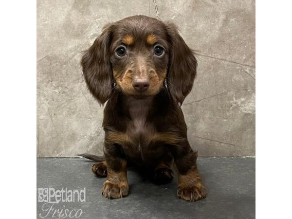 Miniature Dachshund-Dog-Female-Chocolate-31060-Petland Frisco & Mckinney, Texas