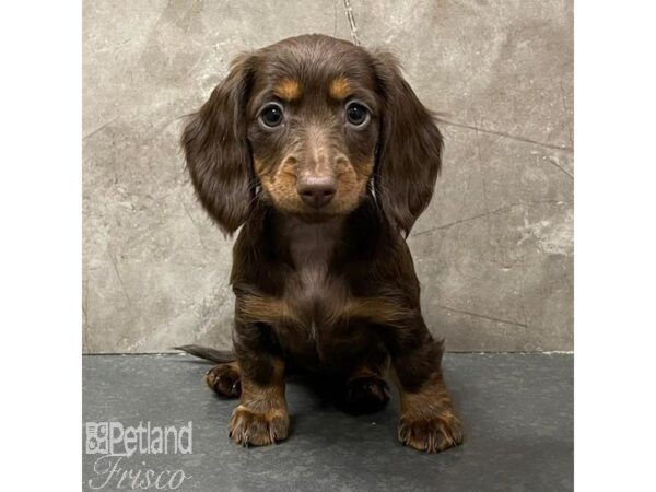 Miniature Dachshund Dog Female Chocolate 31060 Petland Frisco, Texas