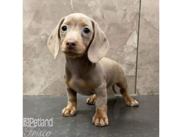 Miniature Dachshund Dog Female Isabella 31058 Petland Frisco, Texas