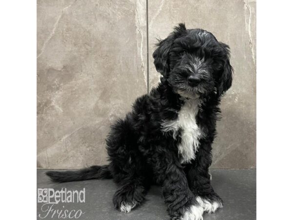 Bernadoodle Dog Male Black and White 31057 Petland Frisco, Texas