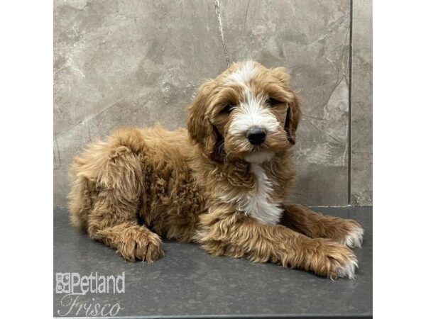 Bernadoodle-Dog-Female-Red and White-31055-Petland Frisco & Mckinney, Texas