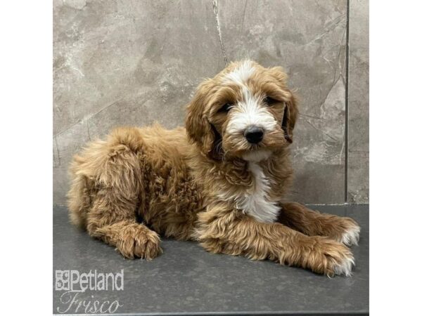 Bernadoodle Dog Female Red and White 31055 Petland Frisco, Texas