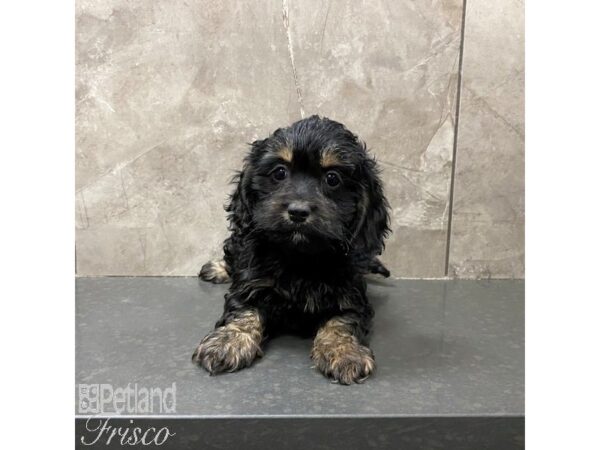 Cock A Poo Dog Female Black / Tan 31108 Petland Frisco, Texas