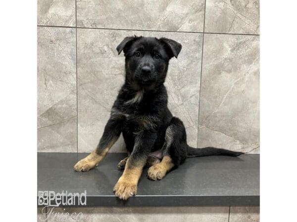 German Shepherd Dog-Dog-Female-Black / Tan-31105-Petland Frisco, Texas