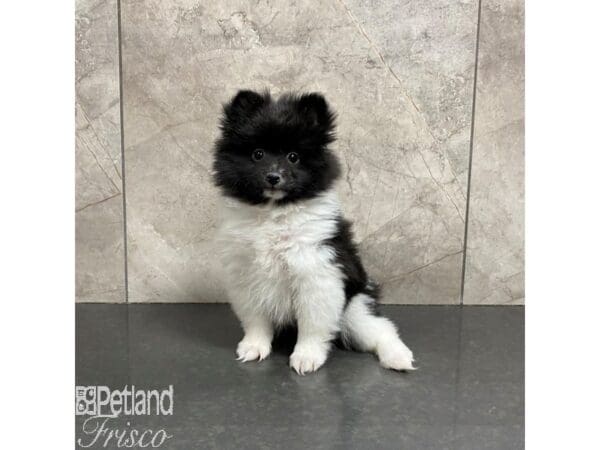 Pomeranian-Dog-Female-Black and White-31087-Petland Frisco, Texas