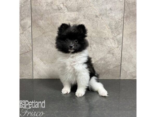 Pomeranian-Dog-Female-Black and White-31087-Petland Frisco & Mckinney, Texas