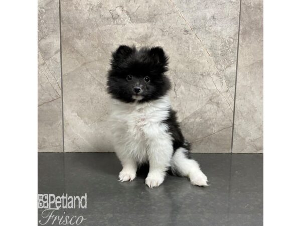 Pomeranian Dog Female Black and White 31087 Petland Frisco, Texas