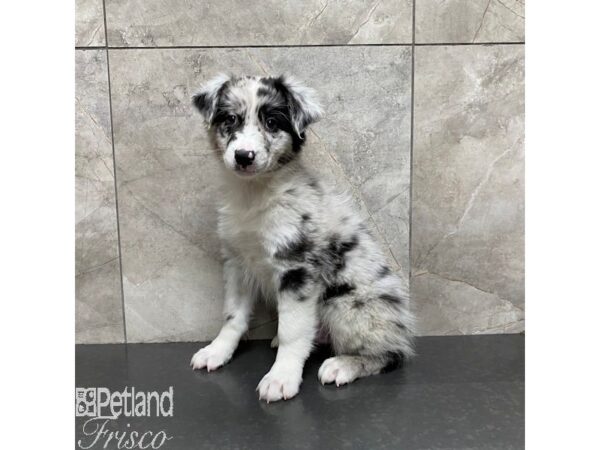 Australian Shepherd-Dog-Male-Blue Merle-31086-Petland Frisco & Mckinney, Texas