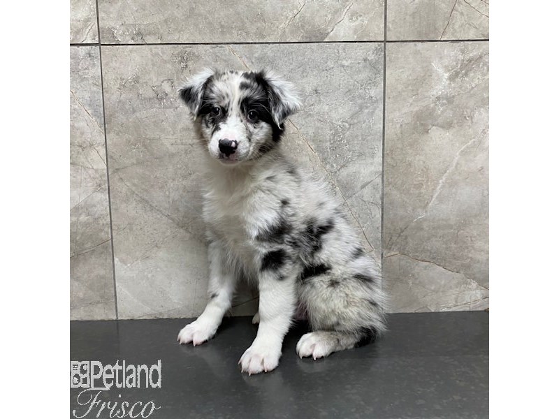 Australian Shepherd Dog Male Blue Merle 31086